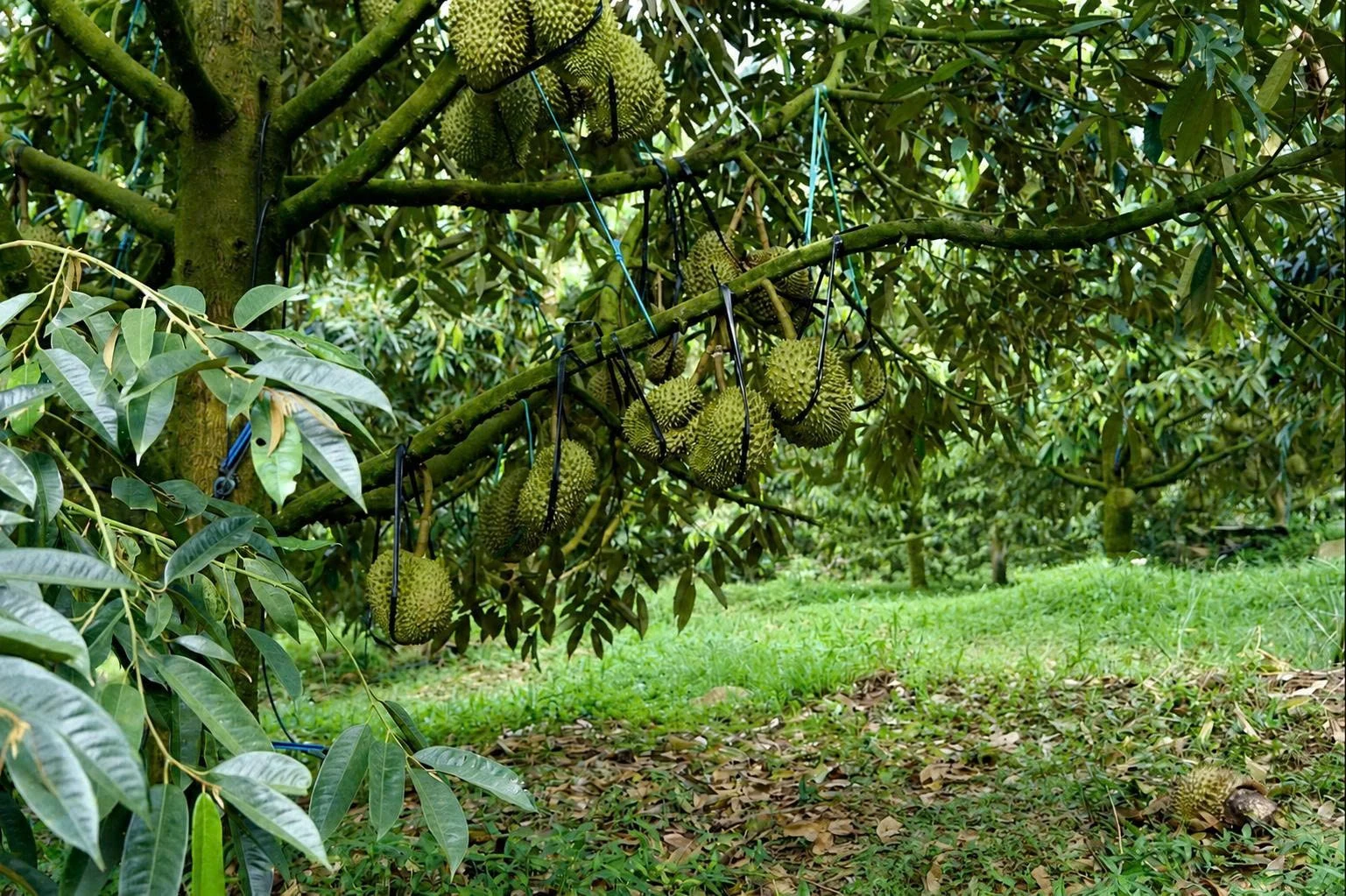 Lâm Đồng đồng hành cùng doanh nghiệp tối ưu nguồn thu xuất nhập khẩu nông sản