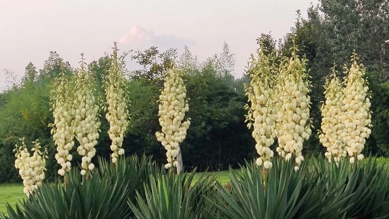 Thỏa mắt với cây cảnh lá tựa kiếm xanh, nở hoa trắng tinh khôi