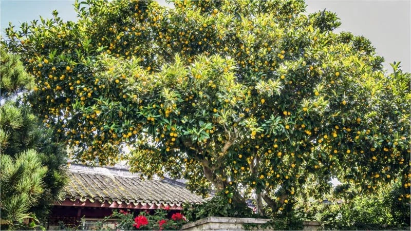 3 cây cảnh quả vàng mang may mắn, tài lộc nặng trĩu cho gia chủ