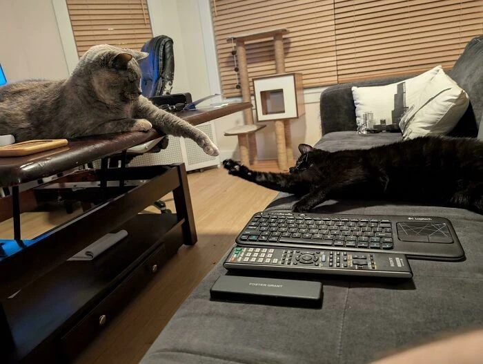 Khoảnh khắc dễ thương của động vật, lịm tim người nhìn