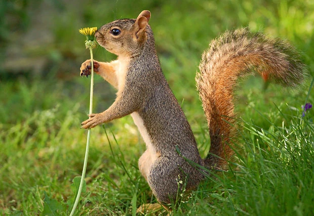 Gặp gỡ chuyên gia chôm chỉa trong giới động vật