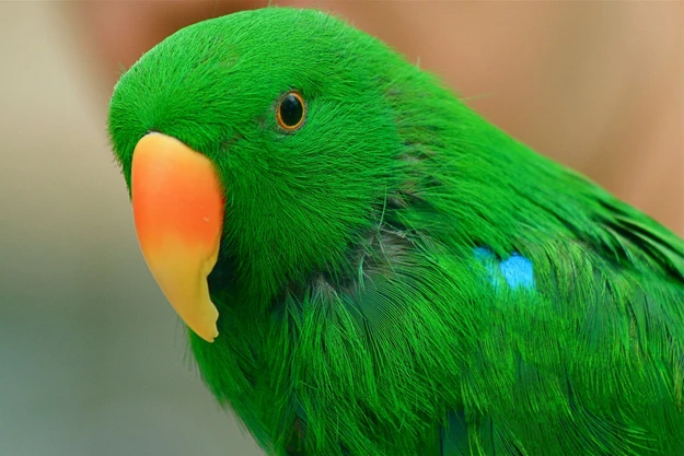 Khi động vật ra tay nghĩa hiệp (2)