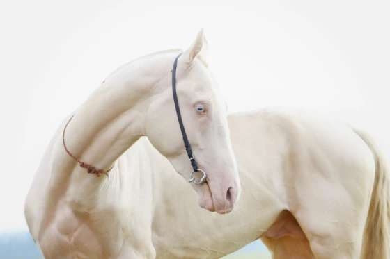 Những loài ngựa đột biến quái dị nhất