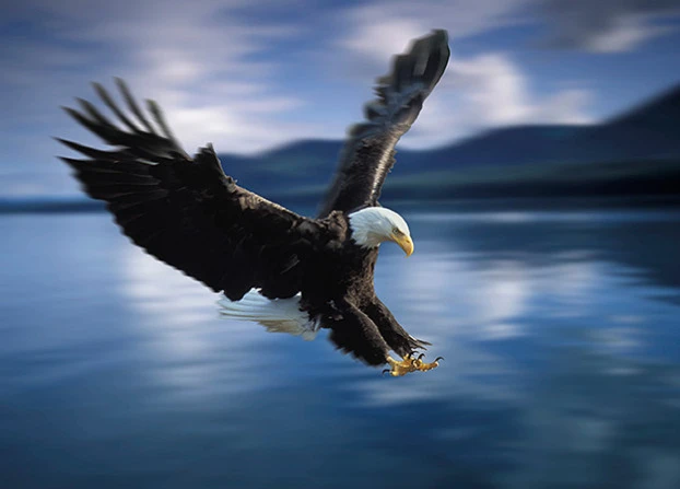 Những pha săn mồi đỉnh cao của chúa tể bầu trời