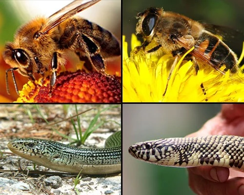 Giật mình với những "cặp song sinh" khác loài