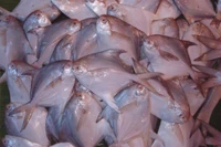 Sự thật thú vị về loài cá 'ngon, đáng đồng tiền' trên mâm cơm Việt