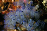 Sinh vật biển giống 'túi nhựa' nhưng là 'họ hàng xa' của con người?