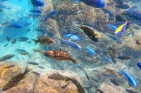 'Thế giới dưới nước' kỳ diệu ở hồ nước ngọt có 1-0-2 của châu Chi 