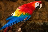 Sự thật thú vị về loài chim cực đẹp 'ăn đất' để sống sót 