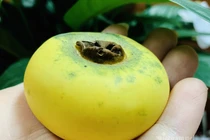 Loại quả vàng ươm thơm lừng, ngày bán cả tạ lãi tiền triệu