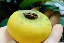 Loại quả vàng ươm thơm lừng, ngày bán cả tạ lãi tiền triệu