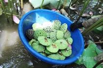 Nông dân hai tháng dầm mình dưới bùn, đút túi tiền tỷ