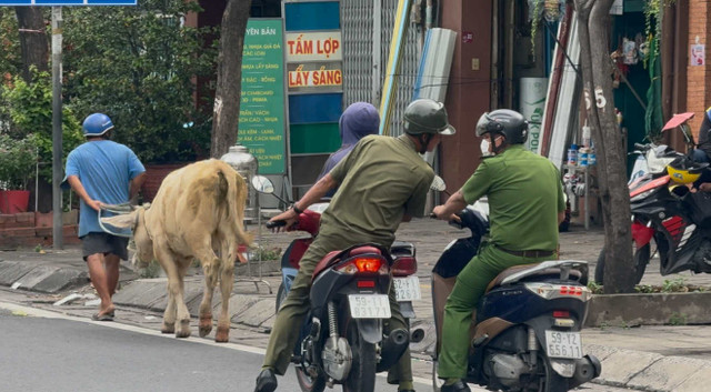 Cơ quan chức năng tiến hành di lí “tang vật” và chủ đàn bò về trụ sở lập hồ sơ xử lý. 20c55528-09ba-47c3-9373-9986c04673e1.jpg