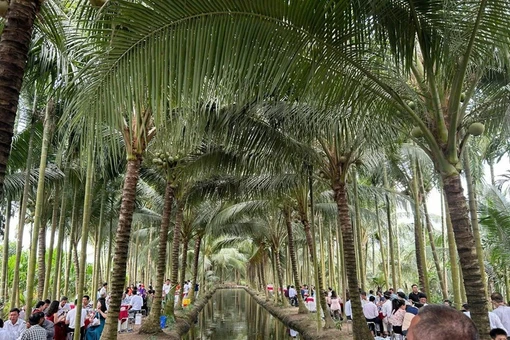 Đám cưới độc đáo tổ chức ở vườn dừa 10.000m² viral mạng xã hội