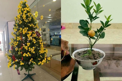 Cây cảnh 'đột biến' mùa Tết khiến dân mê cười nghiêng ngả