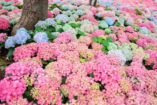 Hà Nội rực rỡ sắc hoa Cẩm Tú Cầu khiến người đi đường cứ ngỡ như Đà Lạt