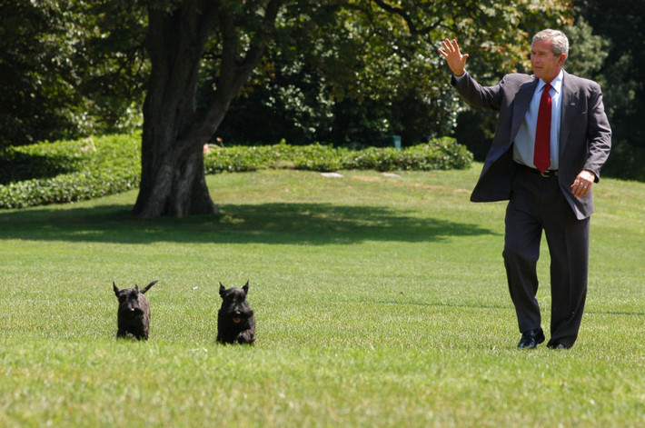 Tổng thống George W. Bush (Bush Con) chơi đùa cùng hai chú chó cưng trong Nhà Trắng.