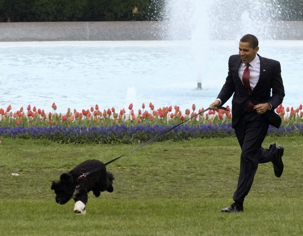 Tổng thống Obama nuôi một con chó cưng tên Bo (trong ảnh). Nó là một chú chó Bồ Đào Nha do Thượng nghị sỹ Ted Kennedy tặng. Năm 2013, ông Obama nuôi thêm chú chó giống Bồ Đào Nha khác có tên là Sunny.