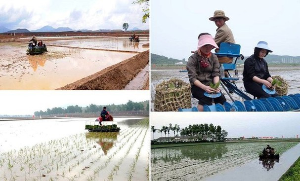 Cảnh nông dân Triều Tiên cấy lúa ở huyện Koksan. Ảnh: FBNK.