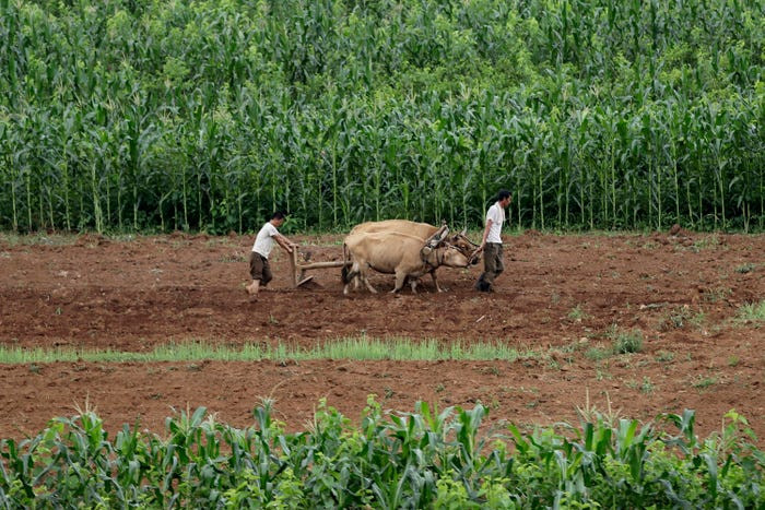 Những người đàn ông cày bừa trên cánh đồng gần đường cao tốc Pyongyang-Wonsan ở Sangwon, Triều Tiên, ngày 20/7/2017. Ảnh: AP.
