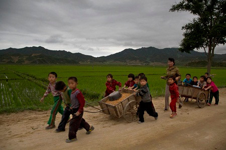 Trẻ em nông thôn làm việc cùng người lớn tại phía Bắc tỉnh Hamyong. Ảnh: AP.