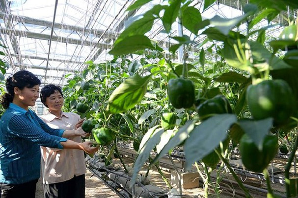 Các nữ nông dân làm việc cho một nông trường. Ảnh: FBNK.