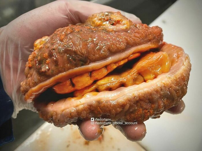 Sinh vật dưới đáy biển này trông hệt như một chiếc bánh burger có răng vậy.