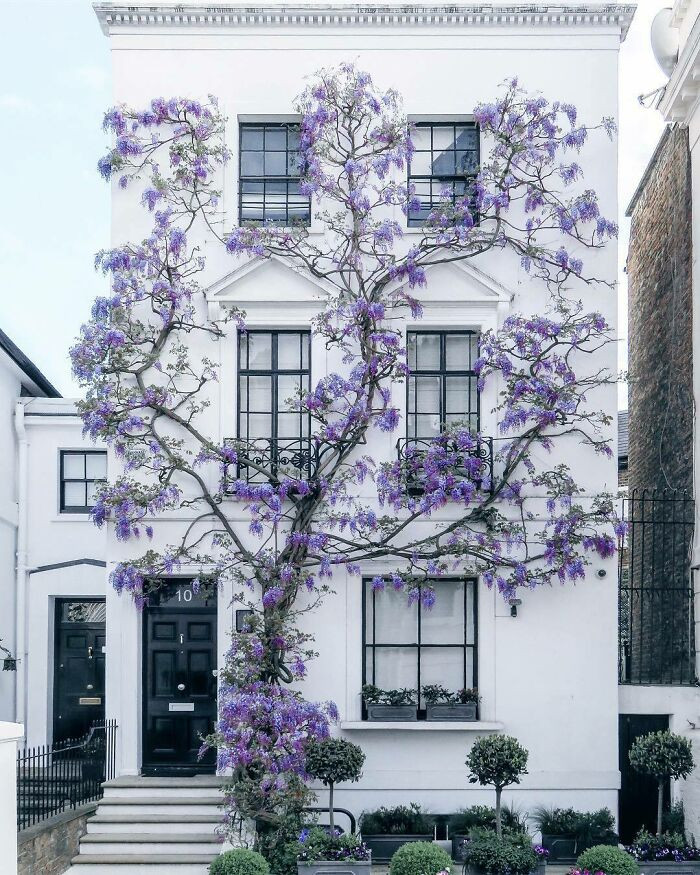 Cây hoa đằng tử tím leo lên ngôi nhà ở Nam Kensington, London (Anh) tạo nên khung cảnh tuyệt đẹp.