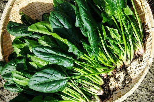 Thứ năm là cải bó xôi. Đây là loại rau có nguồn cung cấp beta carotene, lutein và xanthene, tất cả đều là chất có lợi cho thị lực. Ăn cải nấu chín sẽ bổ sung beta carotene cho mắt, giúp ngăn ngừa bệnh thiếu vitamin A, ngứa mắt, loét mắt và khô mắt.