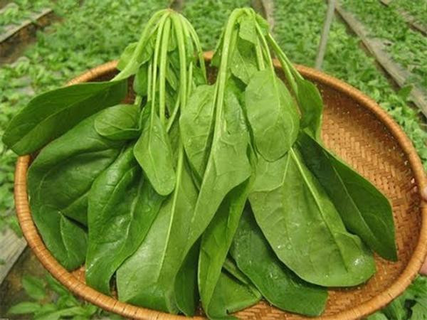 Đặc biệt, cải bó xôi rất giàu axit oxalic, nhưng axit oxalic lại ức chế sự hấp thụ canxi và sắt của cơ thể. Nếu bạn muốn nhận được canxi và sắt trong rau cải bó xôi, cách tốt nhất là nấu chín loại rau này để phân hủy axit oxalic.