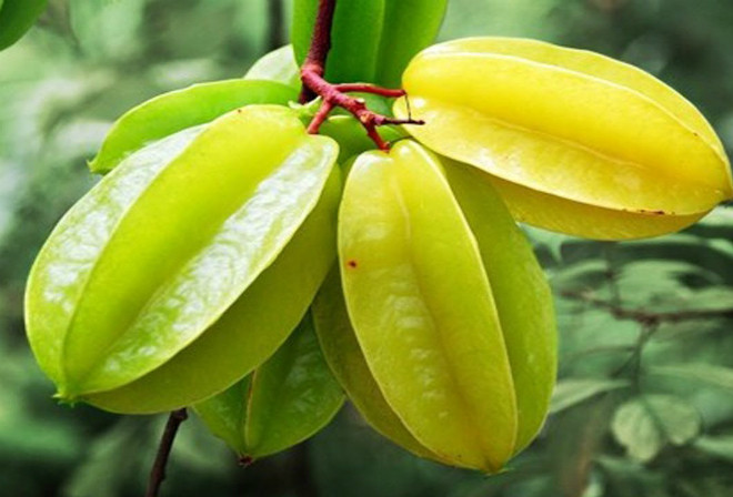 Thứ hai, không nên ăn khế. Nam giới nên chăm sóc thận tốt và tránh xa một số loại trái cây không tốt cho thận, ví dụ như khế. Khế tuy là loại trái cây bổ dưỡng, nhiều người thích vì khế rất ngon nhưng loại quả này không phải dành cho tất cả mọi người.