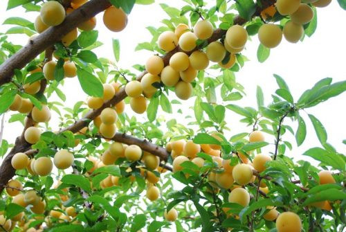 Mơ cũng giàu caroten có thể chống lại quá trình oxy hóa, ngăn chặn các gốc tự do xâm nhập vào tế bào và mô, ăn thường xuyên sẽ ngăn ngừa được khối u. Đối với chúng ta, nó là một loại thực phẩm rất tốt.