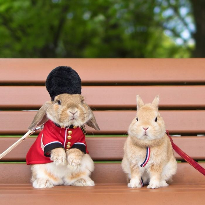 PuiPui (bên trái) là chú thỏ thuộc giống thỏ Holland Lop, thỏ tai cụp Hà Lan, hiện đang sống rất hạnh phúc ở Tokyo cùng với chủ nhân của mình. Nguồn: Bored Panda