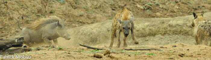 Lợn rừng điên cuồng đuổi linh cẩu chạy hỗn loạn. (Theo Africa Geographic)