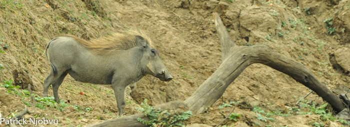 Sau đó, lợn rừng ngắm trúng mục tiêu và khởi động lấy đà. (Theo Africa Geographic)