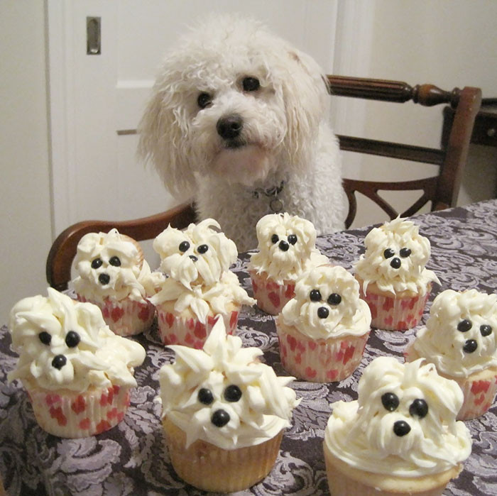 Nhận được loạt bánh cup cake mừng sinh nhật mô tả bản thân, chú chó cảm động đến ngơ cả mặt. (Theo Boredpanda)