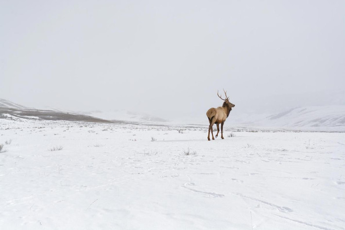 Nai sừng tấm gần Jackson, Wyoming. (Theo Sina)