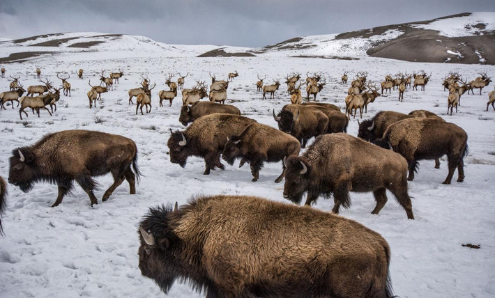 Nai sừng tấm và bò hoang gần Jackson, Wyoming. (Theo Sina)