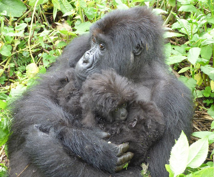 Một con khỉ đột núi ở Rwanda tên là Isaro, 16 tuổi đã sinh hạ được một cặp khỉ đột núi song sinh. Tới nay đã được 4 tháng nhưng cặp khỉ đột song sinh vẫn cực kỳ quấn mẹ, một bước cũng không rời.