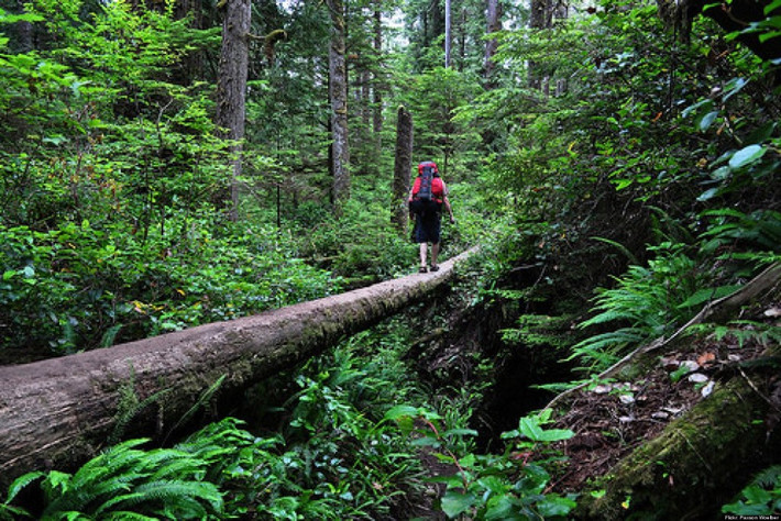 The West Coast Trail, Canada. Đây là con đường rùng rợn khiến nhiều người sợ hãi. Nhỏ, hẹp, đôi khi chỉ là những cầu gỗ ọp ẹp, có rất nhiều động vật hoang dã có nọc độc, có kỹ năng giết người ẩn nấp. Đây chính xác là con đường không dành cho người yếu tim và nếu bạn không phải là một nhà thám hiểm dày dặn, tốt nhất hãy du lịch qua ảnh. Nguồn: Lolwot
