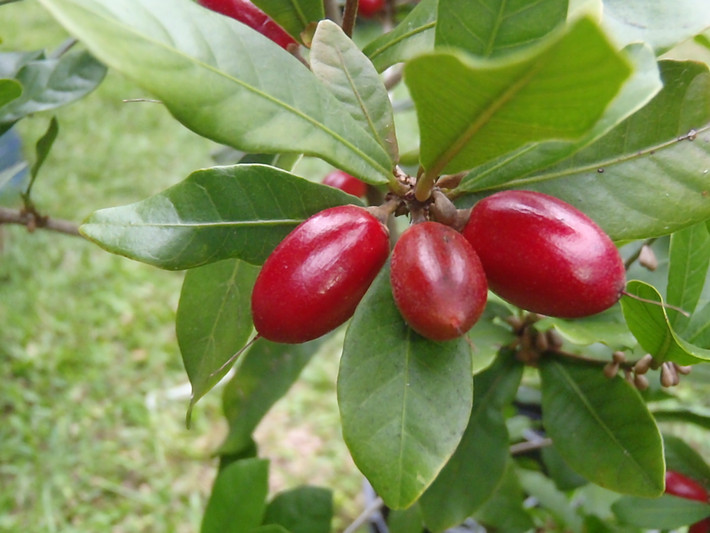 Sở dĩ được gọi là quả thần kỳ (trong tiếng Anh là miracle fruit hay miracle berry) bởi vì loài quả này một khi chín đỏ có khả năng làm cho các vị khác như chua cay, mặn đắng đều bị biến đổi thành vị ngọt ngào vô cùng dễ chịu. Ở Tây Phi nơi phát sinh loài, nó còn có tên địa phương là taami, asaa hoặc ledidi.