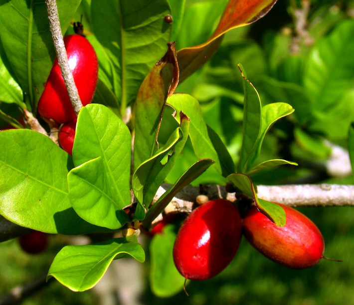 Tính chất của miraculin, thành phần chính của quả thần kỳ hóa cay đắng thành ngọt ngào được miêu tả là một glycoprotein có khối lượng nguyên tử là 44.000 dalton với hai phân tử đường kết nối với 1 chuỗi protein gồm 191 axít amin. Miraculin cũng là một bazơ lưỡng tính tan trong nước, không tan trong dung môi hữu cơ, không bền trong môi trường axít hay bazơ mạnh. Trong dung dịch axít yếu và nhiệt độ 4°C, miraculin có thể bền trong khoảng một tháng.