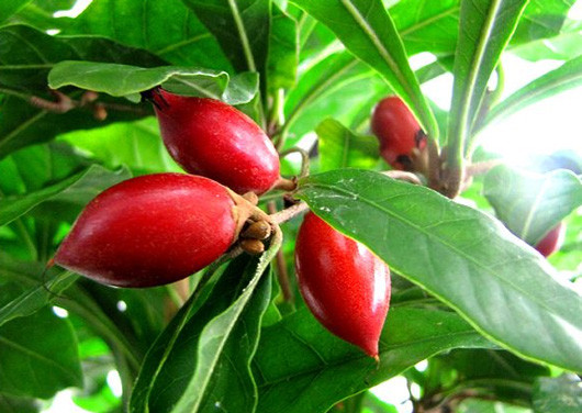 Tuy nhiên, theo nhiều thông tin, tác dụng biến cay đắng thành ngọt ngào của quả thần kỳ chỉ có thể duy trì trong khoảng thời gian ngắn, khoảng một tiếng đồng hồ hoặc ít hơn nếu dùng lẫn với các đồ uống nóng.