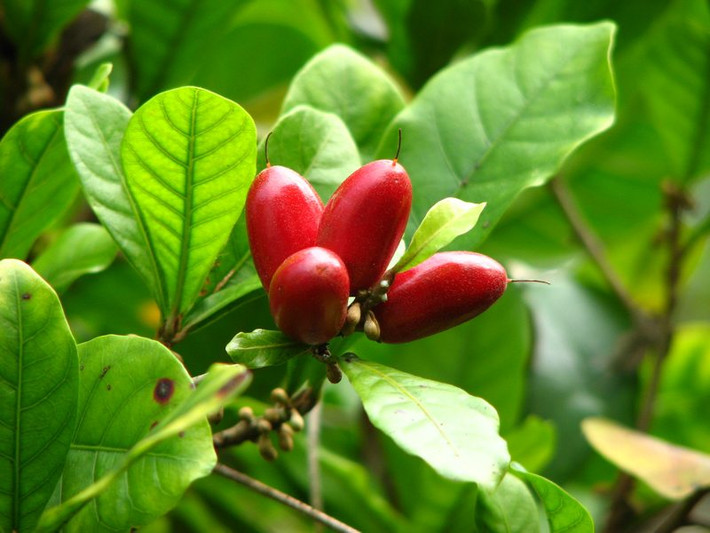 Cơ chế tác động của miraculin đối với các vị khác, biến chúng thành vị ngọt hiện nay vẫn chưa được làm sáng tỏ. Tuy nhiên có giả thuyết rằng, chất miraculin phản ứng với axít trên bề mặt gai vị giác của lưỡi sẽ biến các vị khác thành vị ngọt.