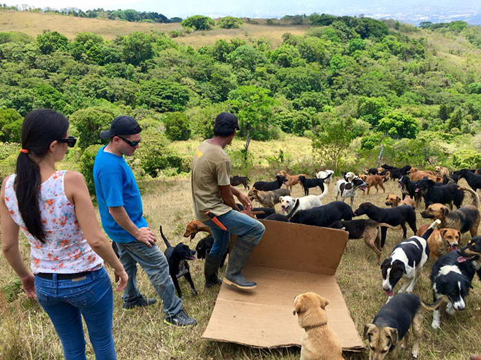 Những chú chó đang tận hưởng khoảng thời gian sống tự do, thoải mái ở Land of the Strays. (Theo Boredpanda)