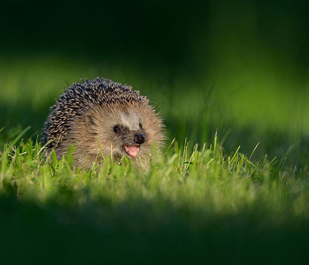 Một ngày mới nắng lên, chú nhím nhỏ mỉm cười quẳng gánh lo đi và vui sống. (Theo Boredpanda)