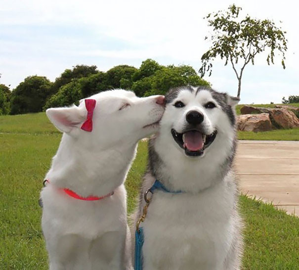 Được "gái" hôn, chú chó husky cười thật tươi để chụp ảnh kỷ niệm. (Theo Boredpanda)