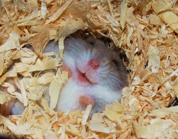 Được làm tổ trong đống mùn cưa yêu thích, chú chuột hamster cười hạnh phúc, khiến trái tim chủ nhân "tan chảy". (Theo Boredpanda)