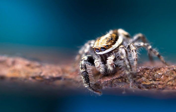 Có những loài côn trùng chỉ nhỏ khoảng 1cm nhưng chúng vẫn có đời sống riêng biệt, là một mắt xích quan trọng trong hệ sinh thái, chuỗi thức ăn.