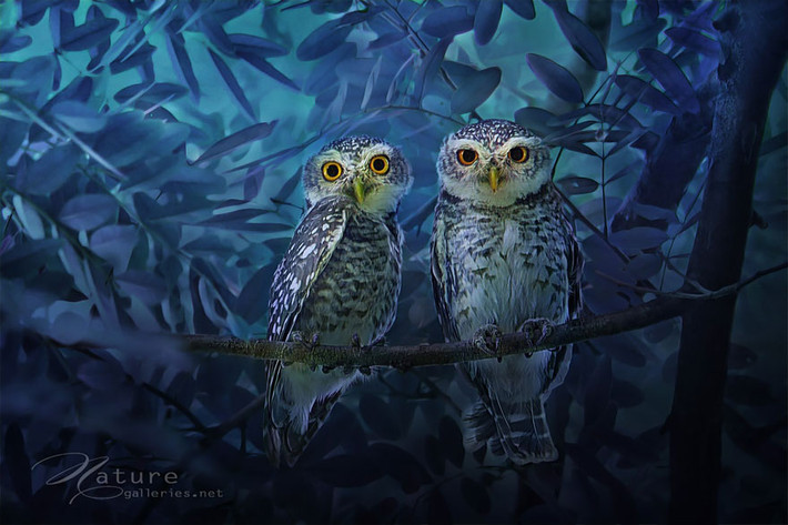 Khi đẹp lộng lẫy bí ẩn. (Theo Boredpanda)